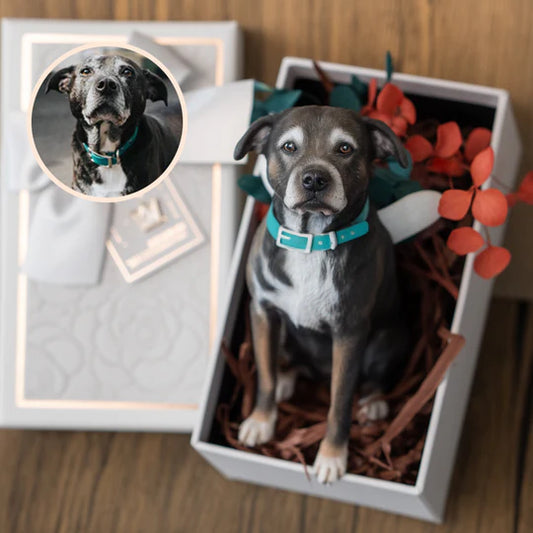 PetClone 3D™ - Una Miniatura Que Derrite Corazones