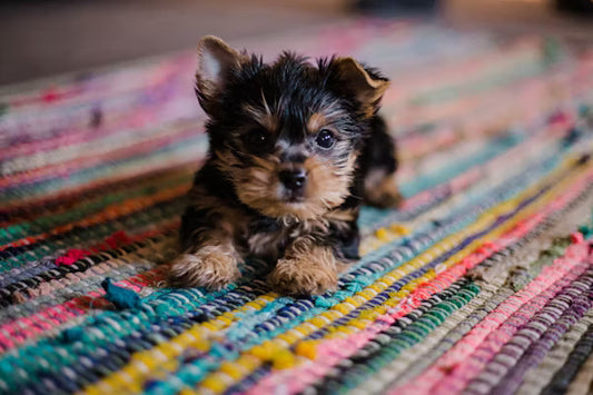Perrito